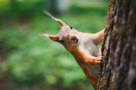 bell sits on the treeの写真素材