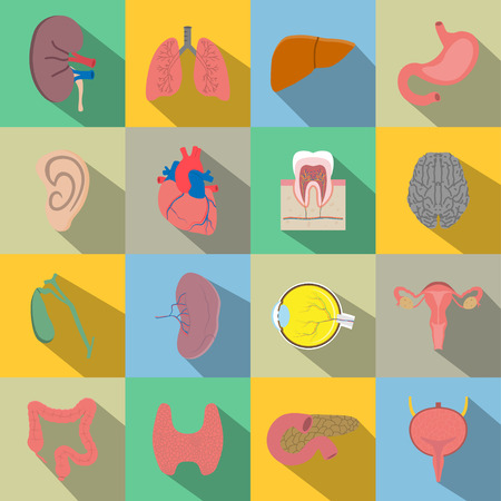 Human organs flat style iconsのイラスト素材