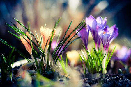 Purple and yellow crocuses macro in spring earth
