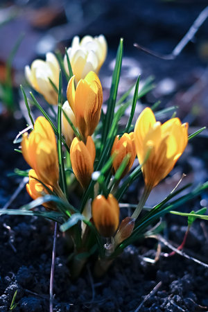 Yellow crocuses on grey earth background in springtime macroの写真素材