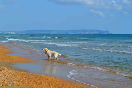 dog on the beachの写真素材