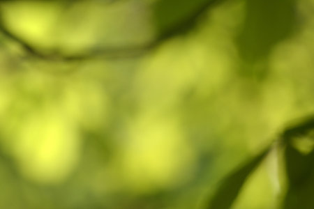green natural backgroundの写真素材