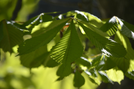 green leaf on a tree in sunlightの写真素材