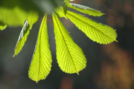 green leaf on a tree in sunlightの写真素材