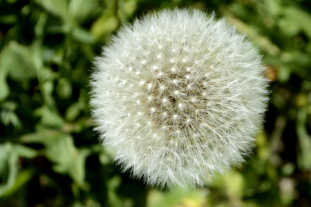 dandelion in the field