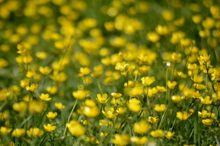 Yellow flowers. Natural background