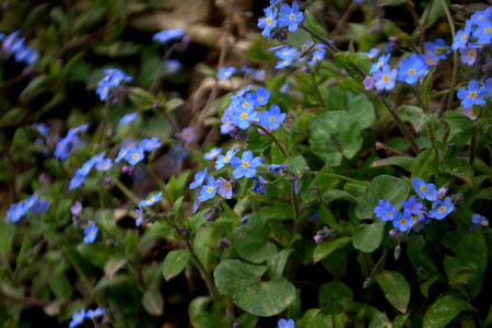 forget-me-not flowersの写真素材