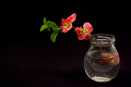 red flowers in vase on black backgroundの写真素材