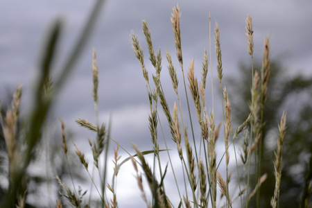 Grass in the field. Natural backgroundの写真素材