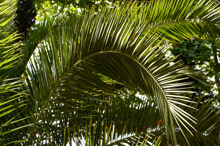 Palm leaves. Tropical plantの写真素材