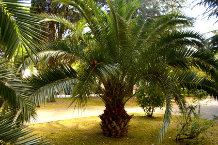 Palm tree. Tropical plantの写真素材