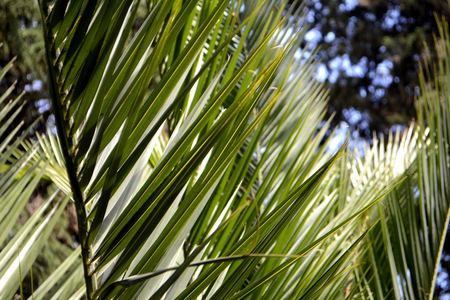 Palm leaves. Tropical plantの写真素材