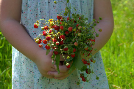 Bouquet of wild strawberries in handsの写真素材