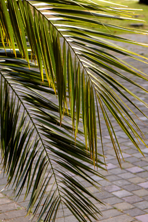 Palm leaves. Tropical plantの写真素材
