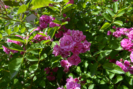 pink rose in the gardenの写真素材