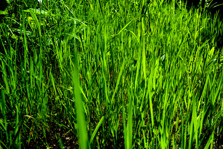 Green grass in the light of the sun. Natural backgroundの写真素材