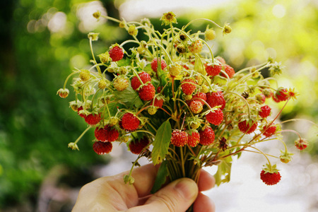 bouquet of wild strawberry in handの写真素材