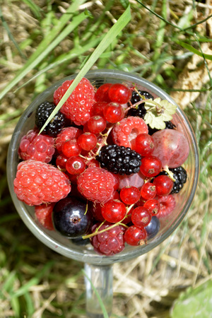 Fresh organic summer berries in a cup. Currant, raspberry, mulberryの写真素材