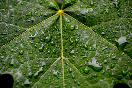 Drops on a sheet of grapesの写真素材