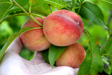Peaches on a branch and in handの写真素材