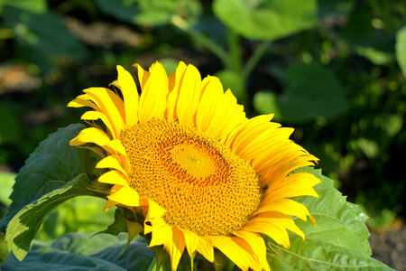 Sunflowers in the field. Yellow summer flowersの写真素材