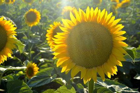 Sunflowers in the field. Yellow summer flowersの写真素材