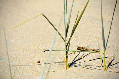 Plants in the sand on the beach. Sand dunesの写真素材