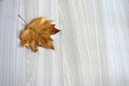 Maple leaf on a wooden backgroundの写真素材