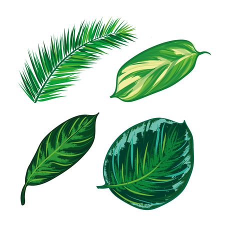 Tropical Leaves Collection on isolate vector. Beautiful Set. Vector illustration.のイラスト素材