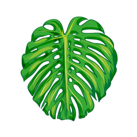 Tropical Leave monstera. isolate vector. Vector illustration Eps 10のイラスト素材