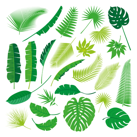 Tropical Leaves Collection on isolate vector. Beautiful Set. Vector illustration.のイラスト素材