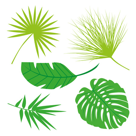 Tropical Leaves Collection on isolate vector. Beautiful Set. Vector illustration.のイラスト素材