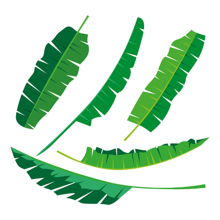 Tropical banana Leaves Collection on isolate vector. Beautiful Set. Vector illustration.のイラスト素材