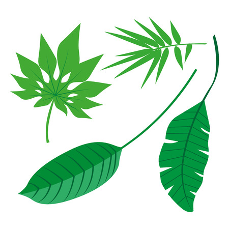 Tropical Leaves Collection on isolate vector. Beautiful Set. Vector illustration. Eps 10.のイラスト素材