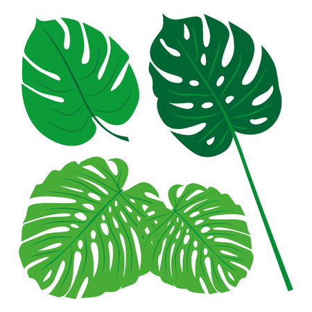 Tropical Leaves Collection on isolate vector. Beautiful Set. Vector illustration. Eps 10.のイラスト素材