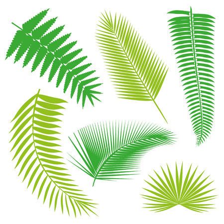 Tropical palm Leaves Collection on isolate vector. Beautiful Set. Vector illustration.のイラスト素材