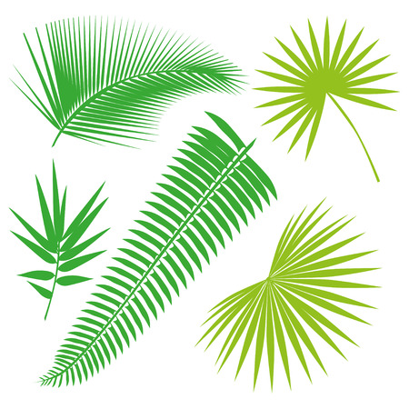 Tropical Leaves Collection on isolate vector. Beautiful Set. Vector illustration.のイラスト素材