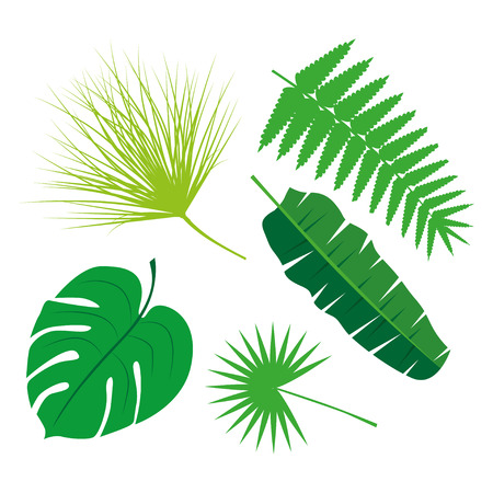 Tropical Leaves Collection on isolate vector. Beautiful Set. Vector illustration.のイラスト素材