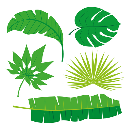 Tropical Leaves Collection on isolate vector. Beautiful Set. Vector illustration.のイラスト素材