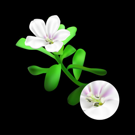Bacopa monnieri plant on black background. Brahmi or waterhyssop, thyme-leafed gratiola, water hyssop, herb of grace, Indian pennywort. Medicinal plant. Realistic vector illustration.のイラスト素材