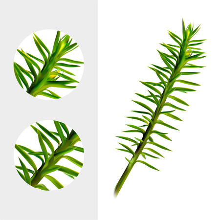 Huperzine plant on white background. Medicinal plant. Realistic vector illustration.のイラスト素材