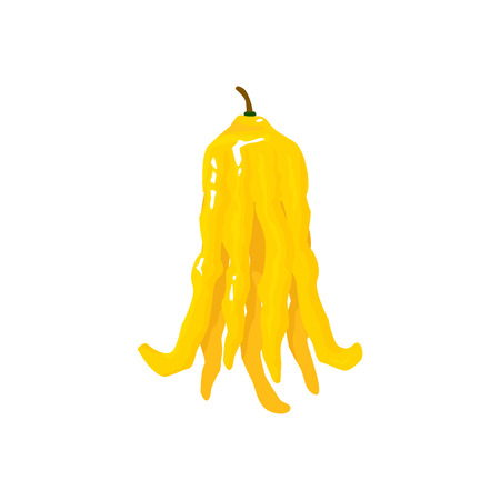 buddha hand isolated on white background. Bright vector illustration of colorful half and whole of juicy buddha hand. Fresh cartoonのイラスト素材