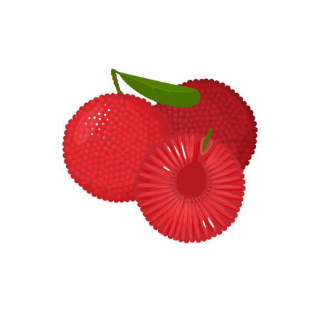 yumberry isolated on white background. Bright vector illustration of colorful half and whole of juicy yumberry. Fresh cartoonのイラスト素材