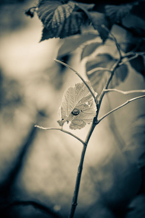 snailの写真素材