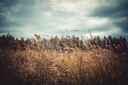 fieldの写真素材