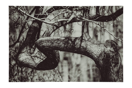 Nature linesの写真素材
