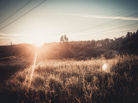 in the fieldの写真素材