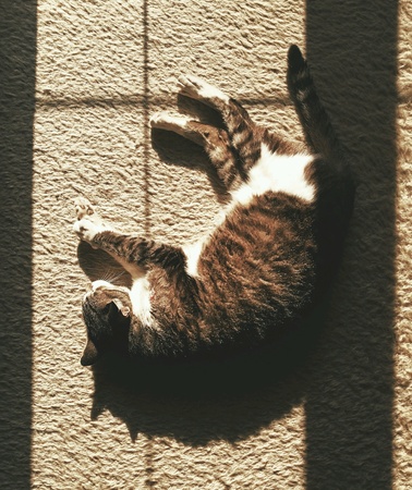 Cat sleeping in the window lightの素材