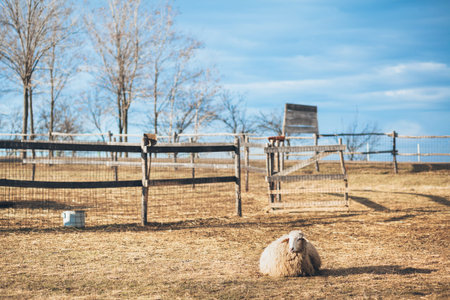 Sheep on the rural countryside landscapeの写真素材