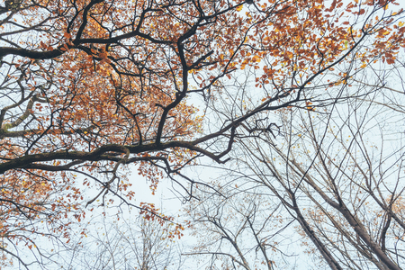 Autumn trees pattern. View from bottom to top.の写真素材